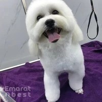 Jack Pet Grooming Salon - Mobile Grooming for Pet’s in Abu Dhabi