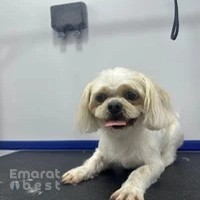 Jack Pet Grooming Salon - Mobile Grooming for Pet’s in Abu Dhabi