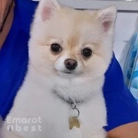 Casper Pet Salon & Spa