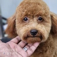 Mr Pets Grooming Salon