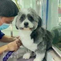 Sweet grooming pet salon