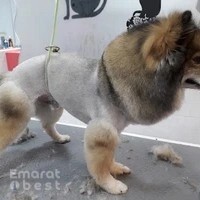 The Groomer Pet Salon & Spa al mina