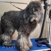 Paw print pets grooming