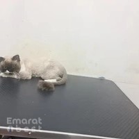 Himalaya Pet Salon & Pet Accessories Shop