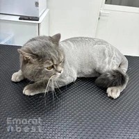 AL UMARA VETERINARIAN CLINIC