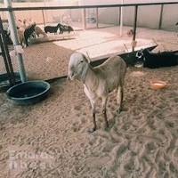 وادي الدان للمواشي