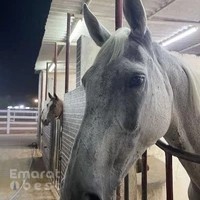 Al Shahama Equestrian Club