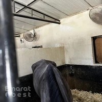 نادي الباهيه للفروسيه