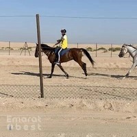 Al Huboob Stables اسطبلات الهبوب