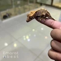 Jurassic Pets iguana