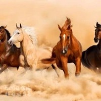 Horse Riding Club, Dubai