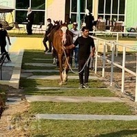 LAST LOOP STABLE "إسطبل الحلقة الاخيرة "حلقة النصر
