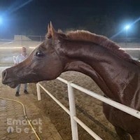اسطبل الأصيل Al Aseel Stable