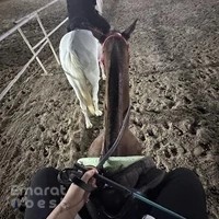 Al Wasl Equestrian Stables