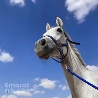 Mohd Al khamri Stable