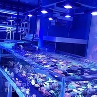 Reeflections Fish & Live Animals Trading