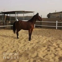 عزبة واسطبل بوسيف عبيد لإنتاج الخيول العربية