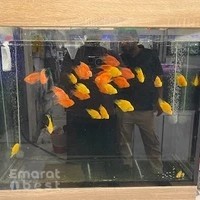 Aquarium Lives - Safari Mall Muweilah