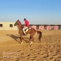 اسطبلات النجم