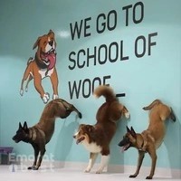 Everything Dog & School of Woof