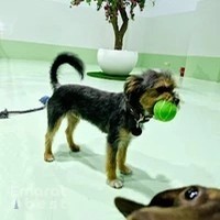 The Barking Lot | Business Bay