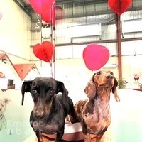 Doggy Doggy Home - Dubai | Daycare | Boarding | Grooming | Training