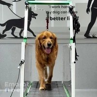 Olivier Zoppi Dog Psychology Center - Meydan