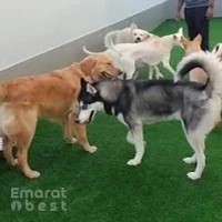 Romis Home Pets Nursery Ras Al Khor