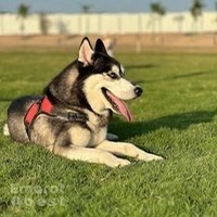 Romis Home Pets Nursery Ras Al Khor