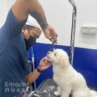 Pawfessor Pets Grooming