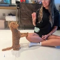 Double Woof Dog Training