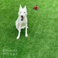 Shoosh World For Domestic Pets Boarding