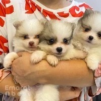 Regal Purr & Paws Trading