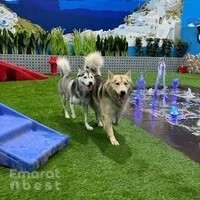 Petsville DIP | Luxury Pet Staycations | Active Daycare | Grooming