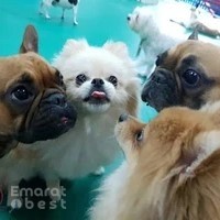 Bruno's Play Center - Pet Boarding, Daycare & Grooming in Dubai