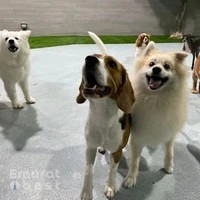 Petsville Palm Jumeirah