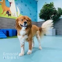 Petsville Dubailand City Centre Meaisem