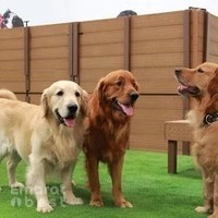 ASGARD Doggy Daycare