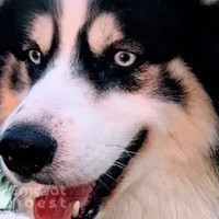 Churchwoods Pet Hotel & Daycare