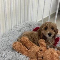 The Good Shepherd Kennel