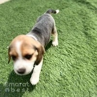 The Good Shepherd Kennel