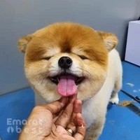 Happy Puppy Grooming Boutique