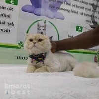 Joiful Pets Grooming