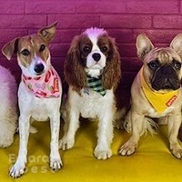 SHAMPOOCH Pet Grooming