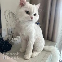 Paw Celebration Pet Grooming & Boutique