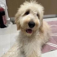 Pawparazzi Pet Grooming