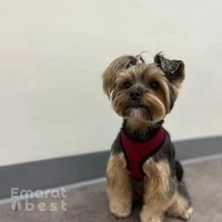 Pawparazzi Pet Grooming