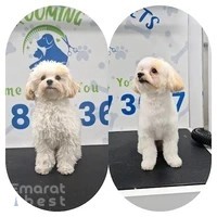 PoshPamper - Mobile Pet Grooming Dubai