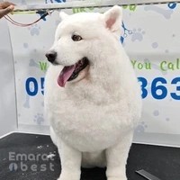 PoshPamper - Mobile Pet Grooming Dubai