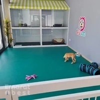 Paw Peace Domestic Pets Grooming